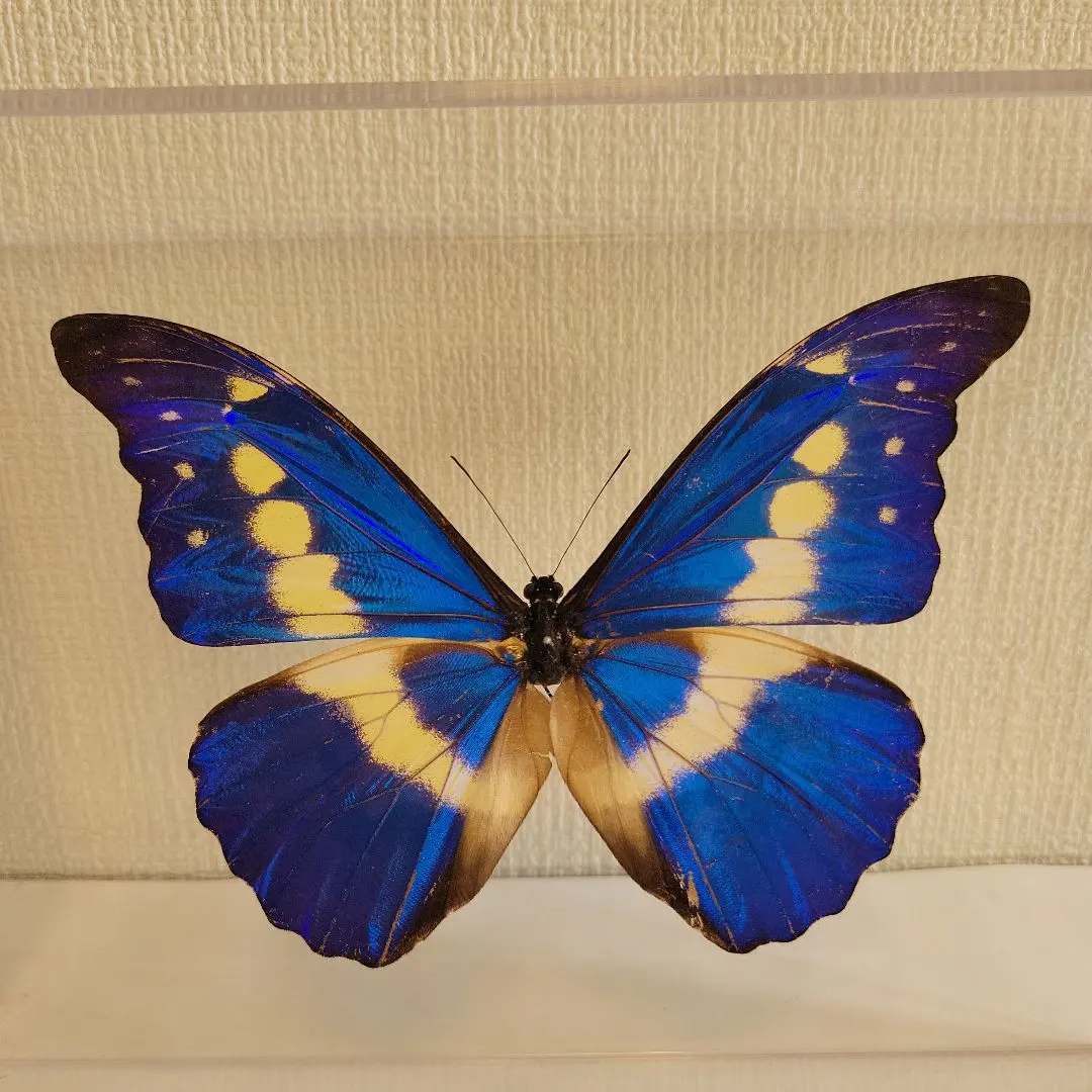 m25530711229_1.jpg?1769309199