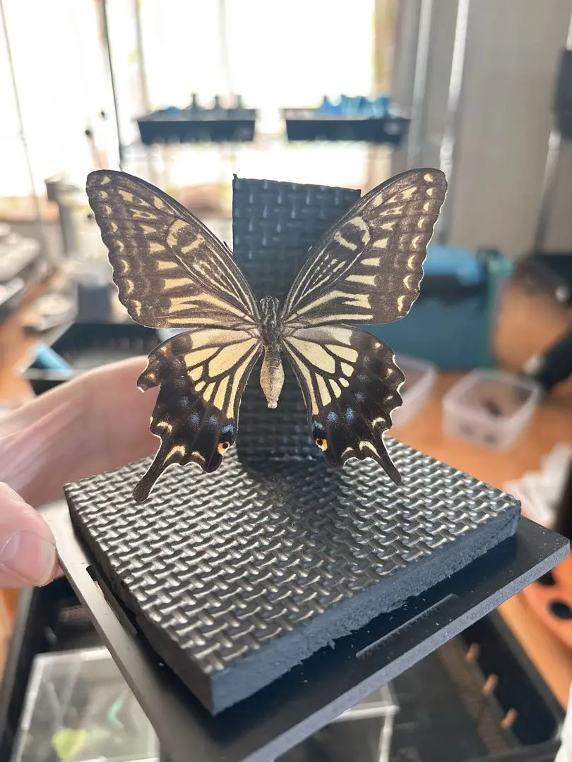 m29486339577_1.jpg?1770367484