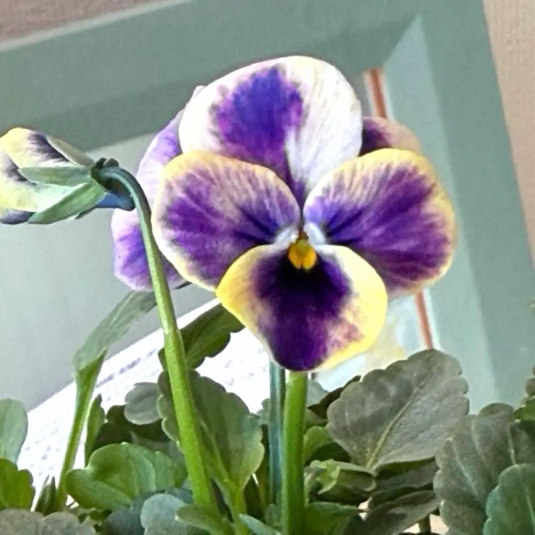 2026年最新】神戸べっぴん 夢紡ぎの人気アイテム - メルカリ