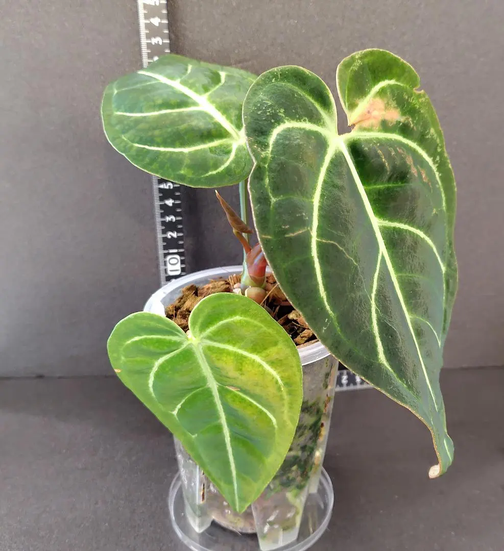 2026年最新】アンスリウム レガレの人気アイテム - メルカリ