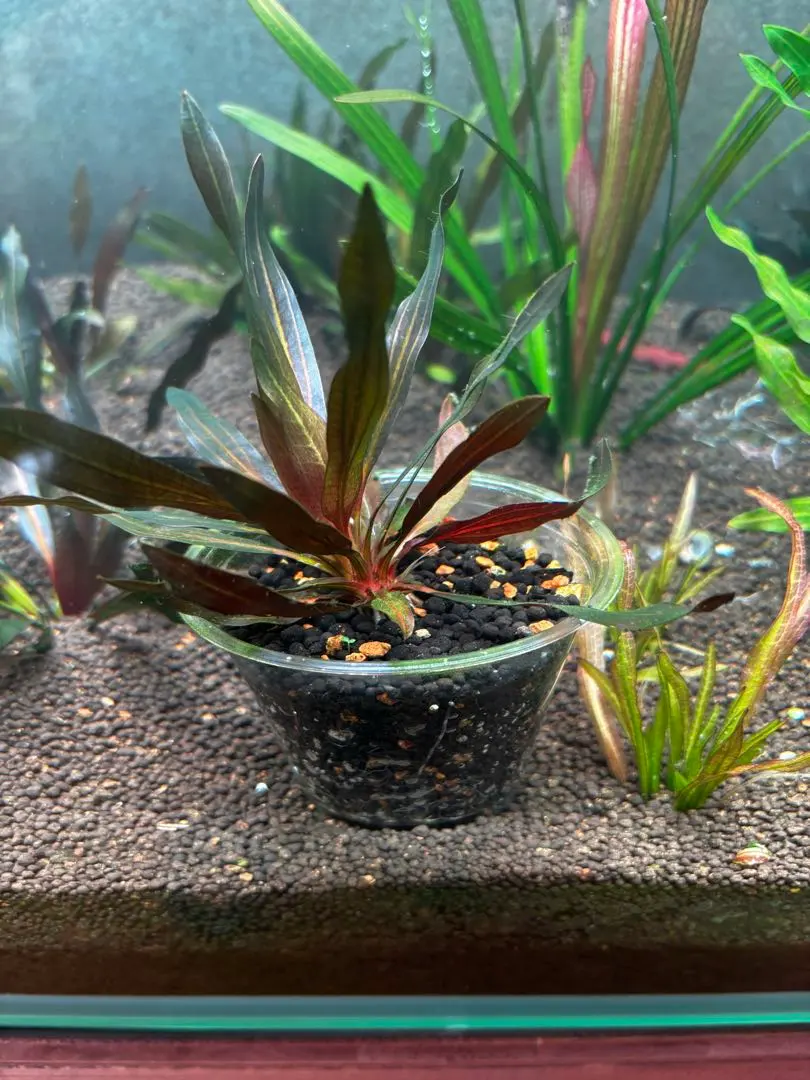 2026年最新】エキノドルス ホレマニーの人気アイテム - メルカリ