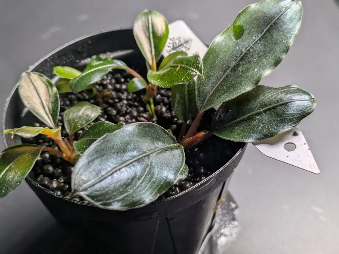 2026年最新】bucephalandra sp grayの人気アイテム - メルカリ