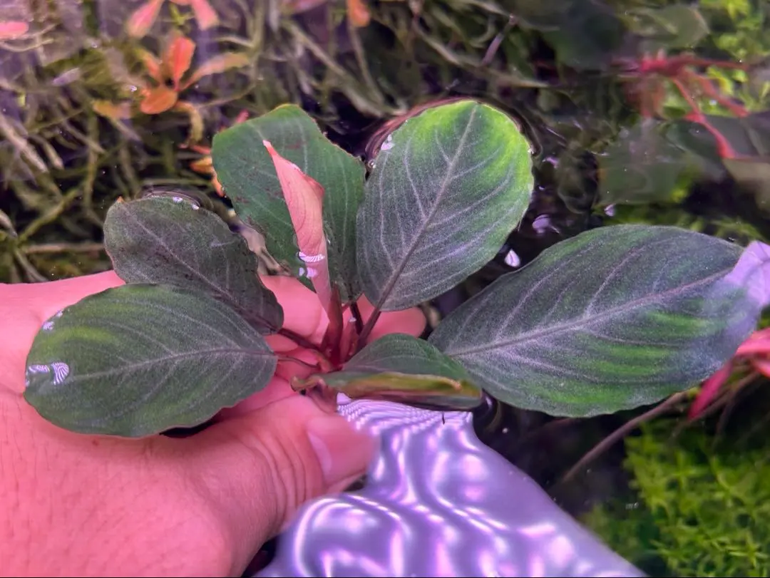 2026年最新】bucephalandra sp grayの人気アイテム - メルカリ