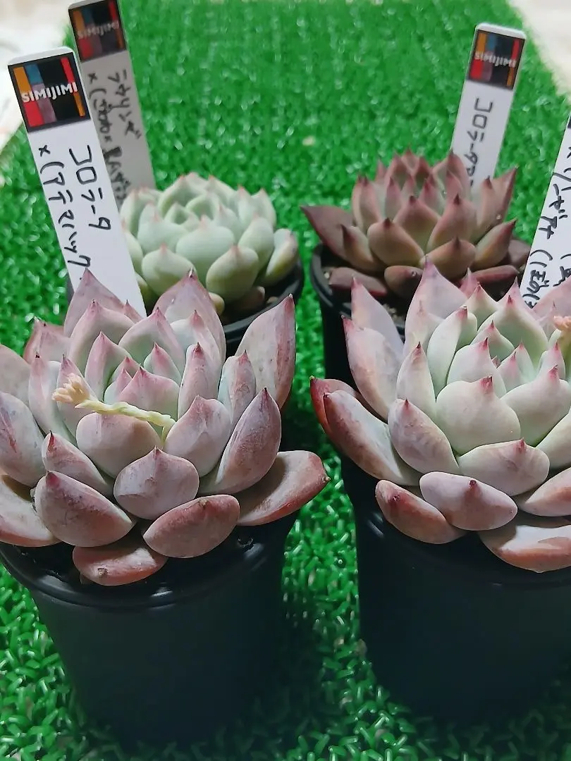 2026年最新】リンゼアナ×ざわわの人気アイテム - メルカリ