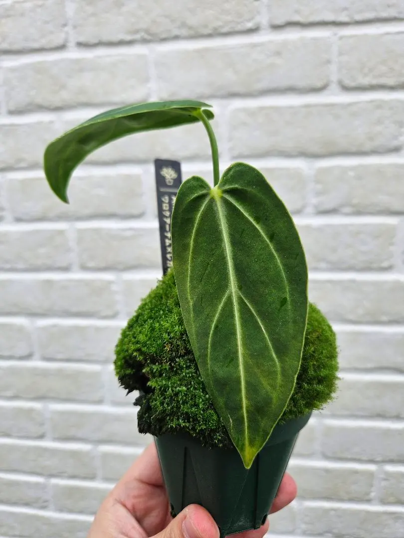 2026年最新】アンスリウム レガレの人気アイテム - メルカリ