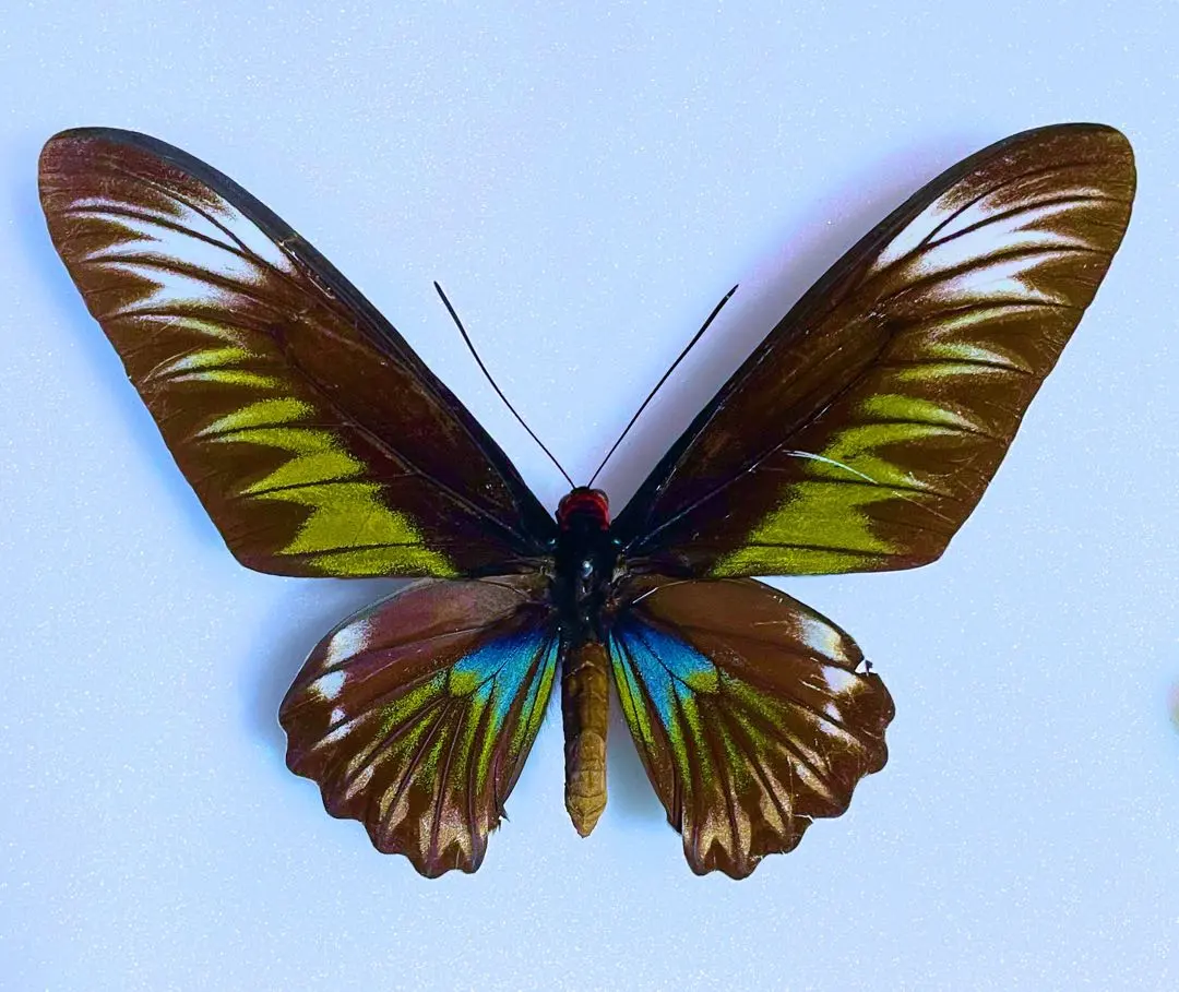 2026年最新】標本 蝶 マレーシアの人気アイテム - メルカリ