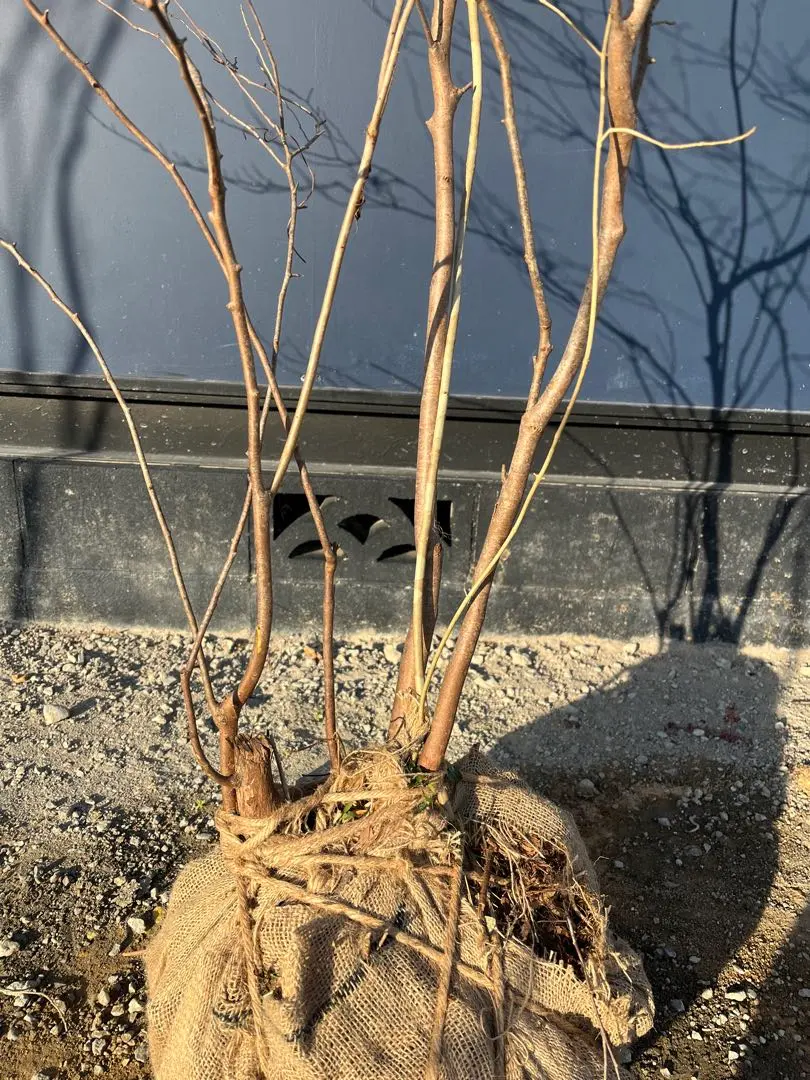 2026年最新】山採り ナツハゼの人気アイテム - メルカリ