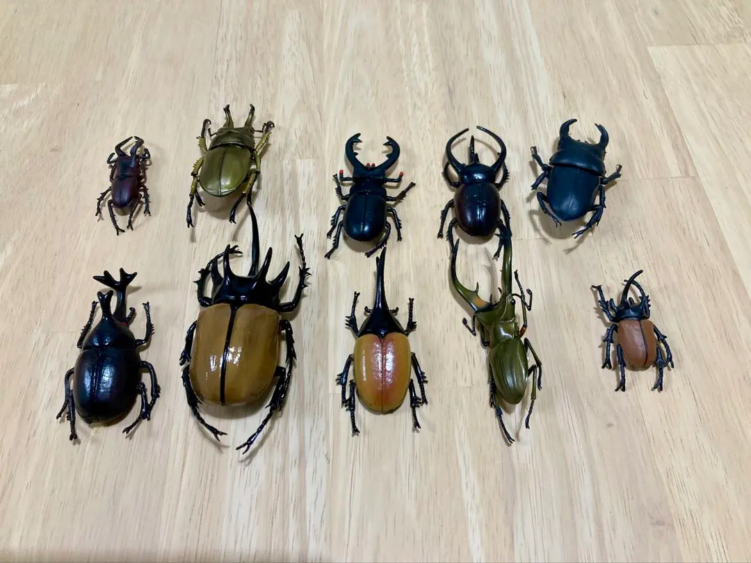 2026年最新】標本・ ネプチューンオオカブトの人気アイテム - メルカリ