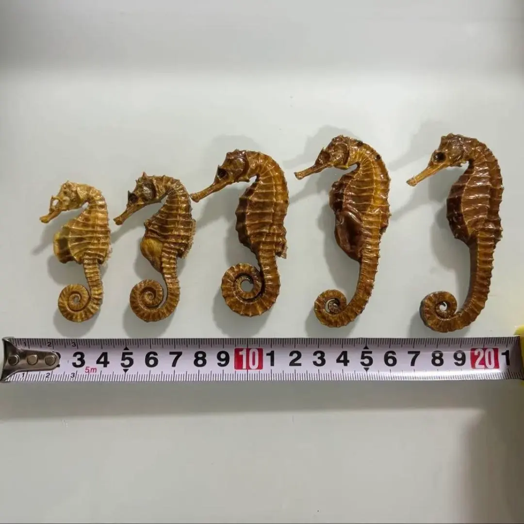 2026年最新】タツノオトシゴ標本の人気アイテム - メルカリ