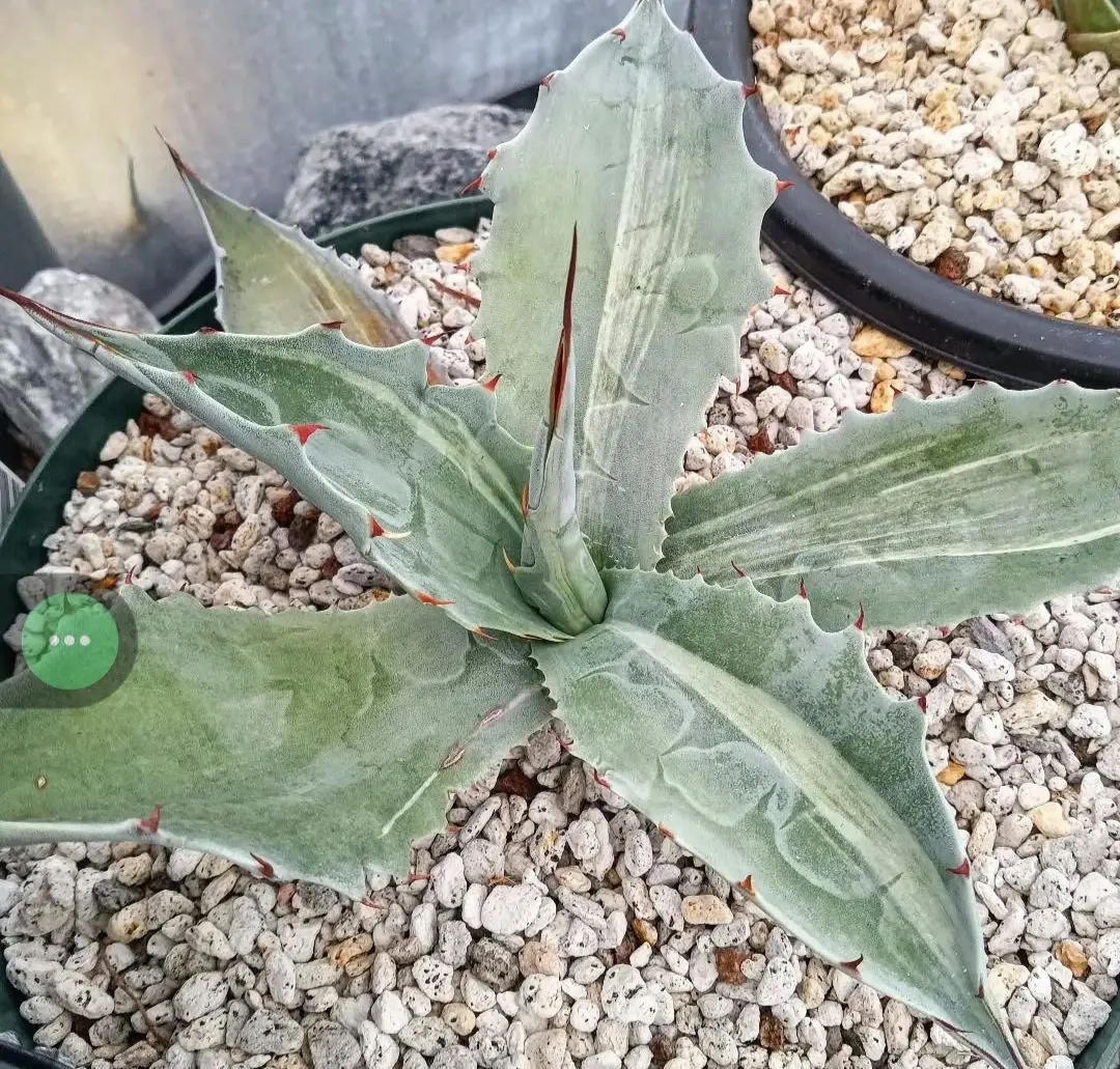 2026年最新】トランカータ 斑入りの人気アイテム - メルカリ