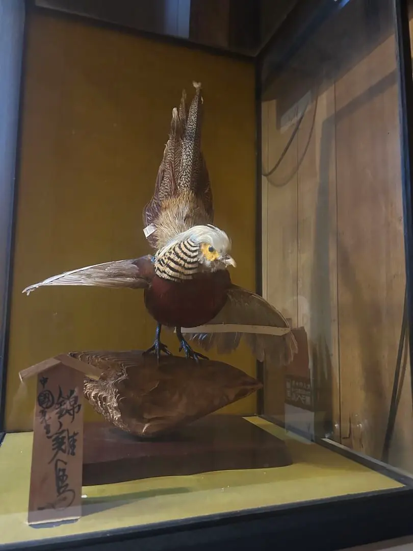 2026年最新】錦鶏鳥剥製の人気アイテム - メルカリ