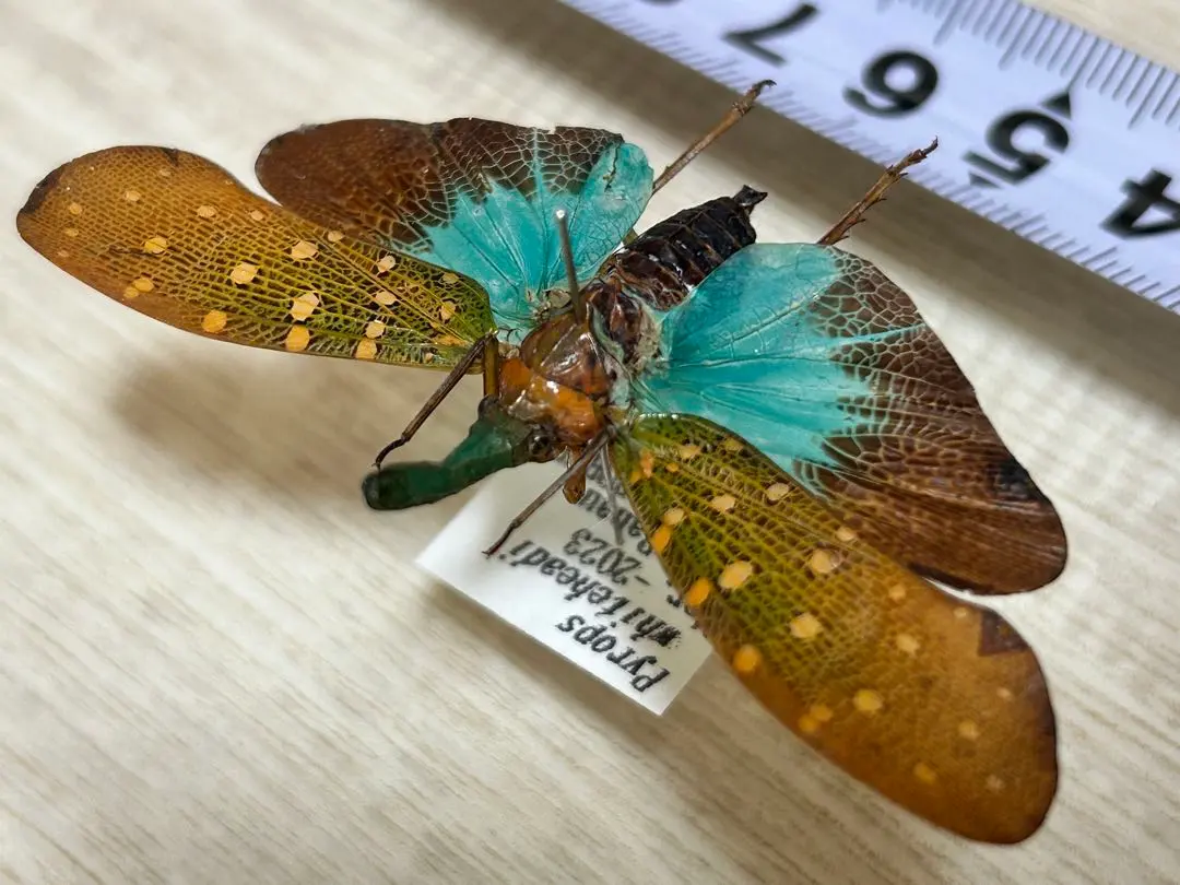 2026年最新】ハゴロモ 標本の人気アイテム - メルカリ