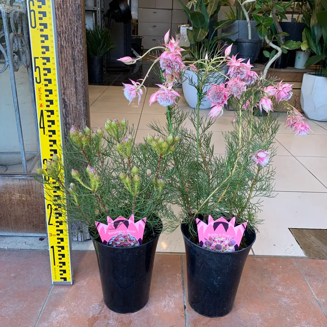 2026年最新】セルリア 種の人気アイテム - メルカリ