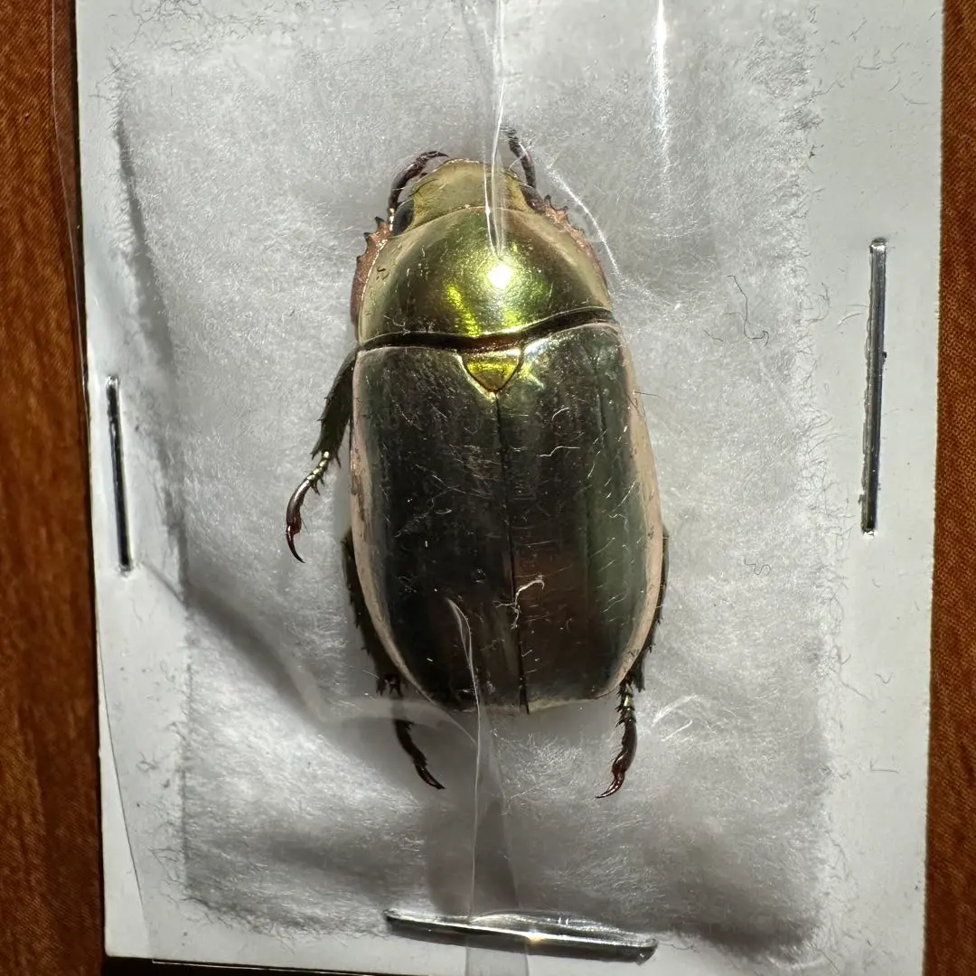 2026年最新】プラチナコガネ 標本の人気アイテム - メルカリ