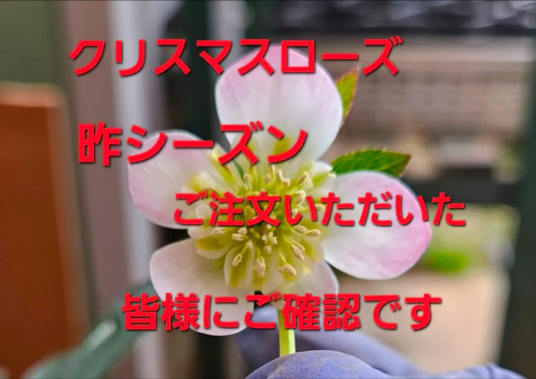 2026年最新】かぐや姫 クリスマスローズの人気アイテム - メルカリ