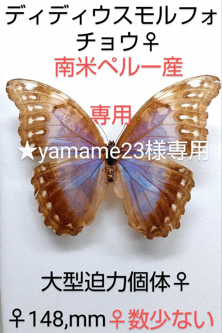 2026年最新】ディディウスモルフォの人気アイテム - メルカリ