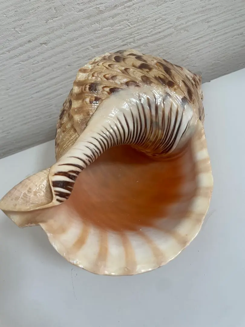 2026年最新】法螺貝標本の人気アイテム - メルカリ