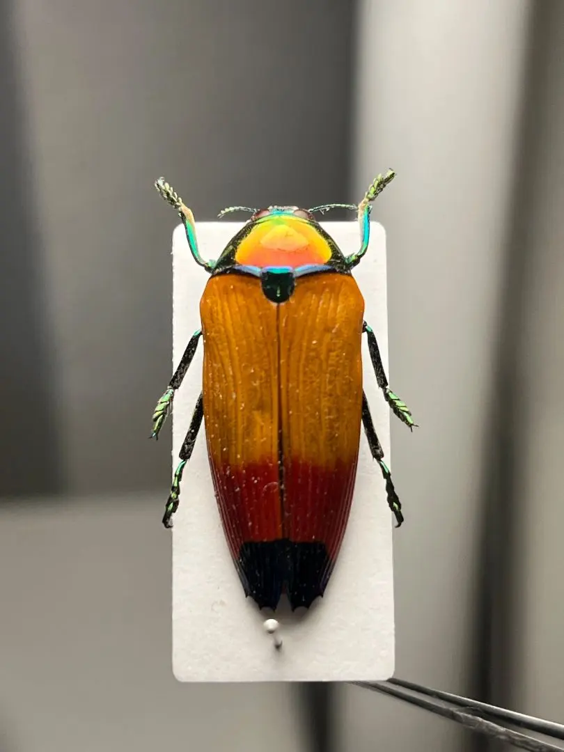 2026年最新】プラチナコガネ 標本の人気アイテム - メルカリ