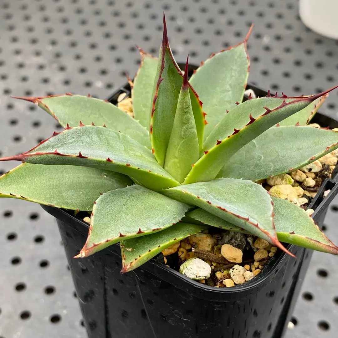 2026年最新】牛乳植物 アガベの人気アイテム - メルカリ