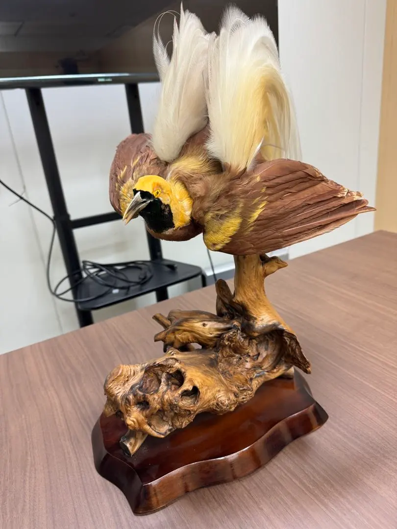 2026年最新】剥製 極楽鳥の人気アイテム - メルカリ