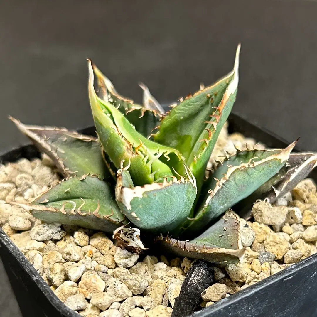 2026年最新】アガベ豆豆龍の人気アイテム - メルカリ