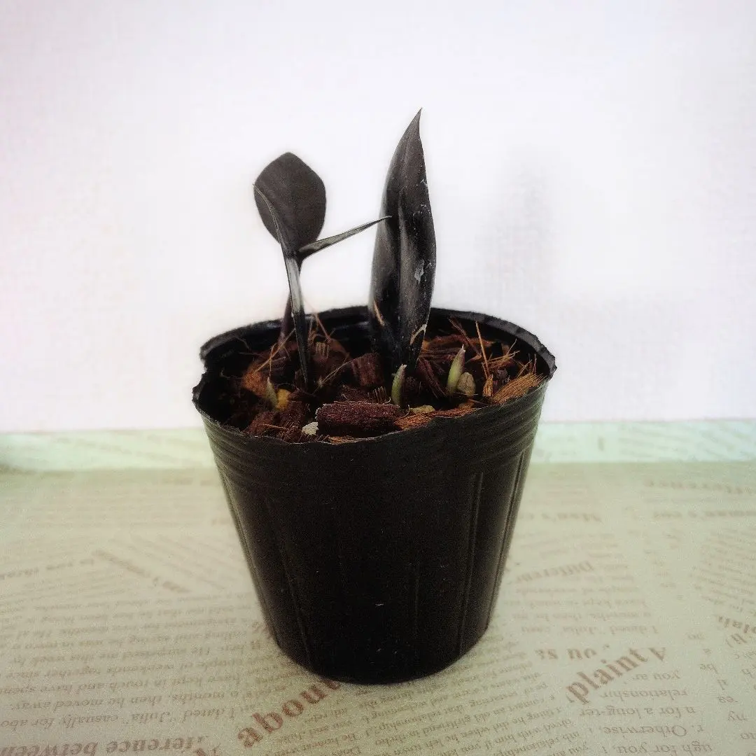 2026年最新】ザミオクルカス レイヴンの人気アイテム - メルカリ