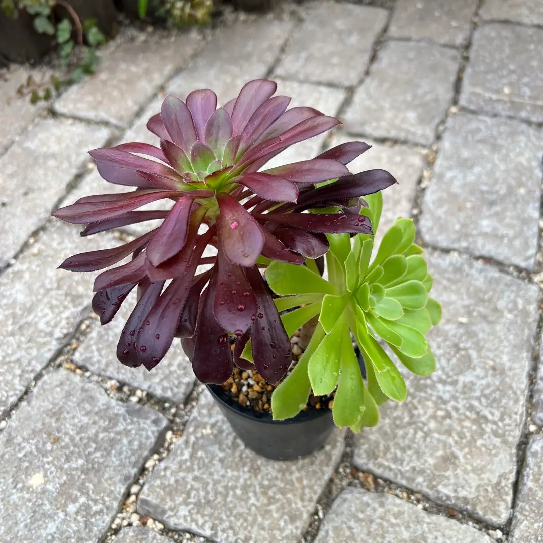 2026年最新】艶姿 アエオニウムの人気アイテム - メルカリ