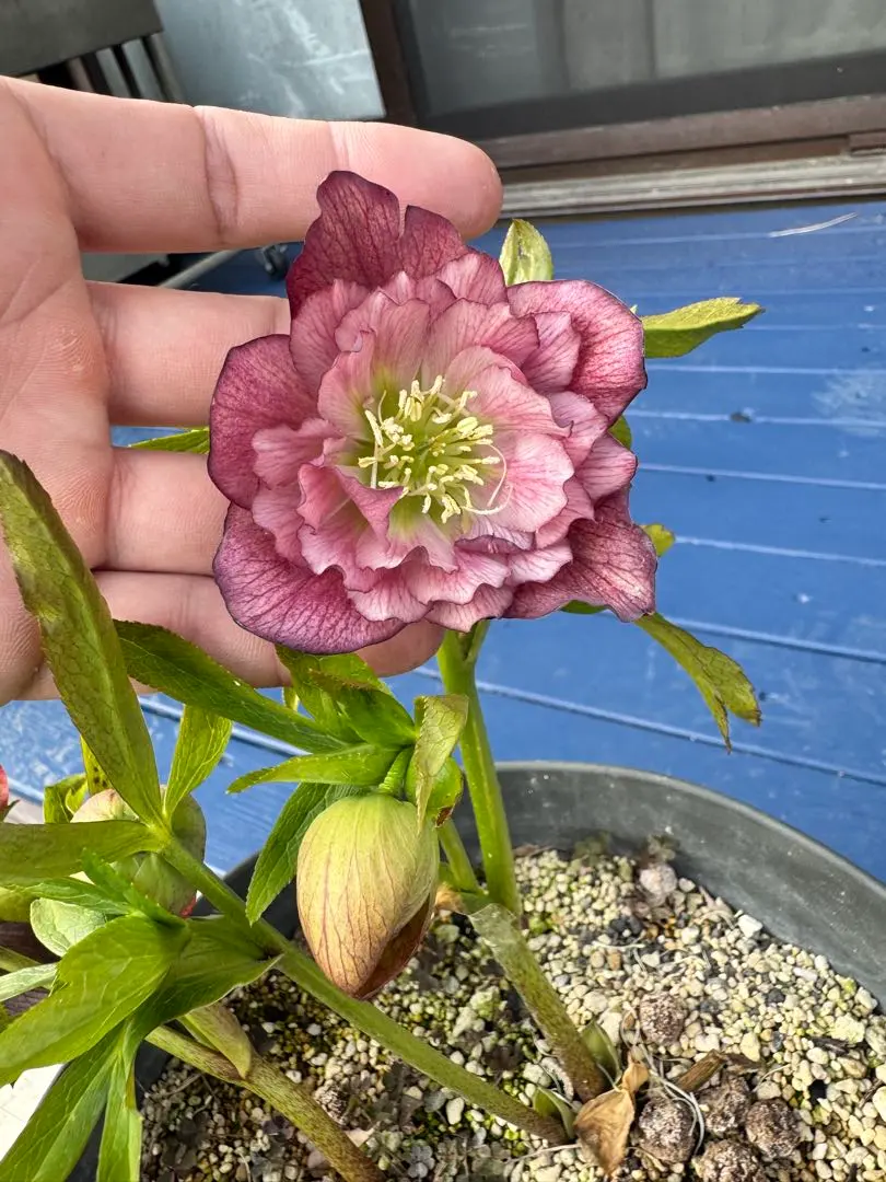 2026年最新】広瀬園芸のクレオパトラの人気アイテム - メルカリ