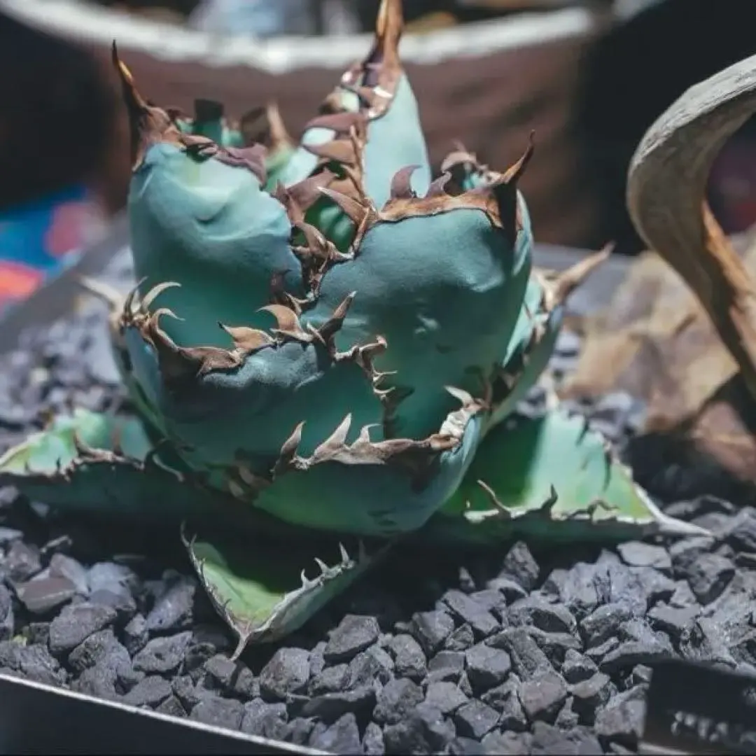 2026年最新】チタノタブルー 大株の人気アイテム - メルカリ