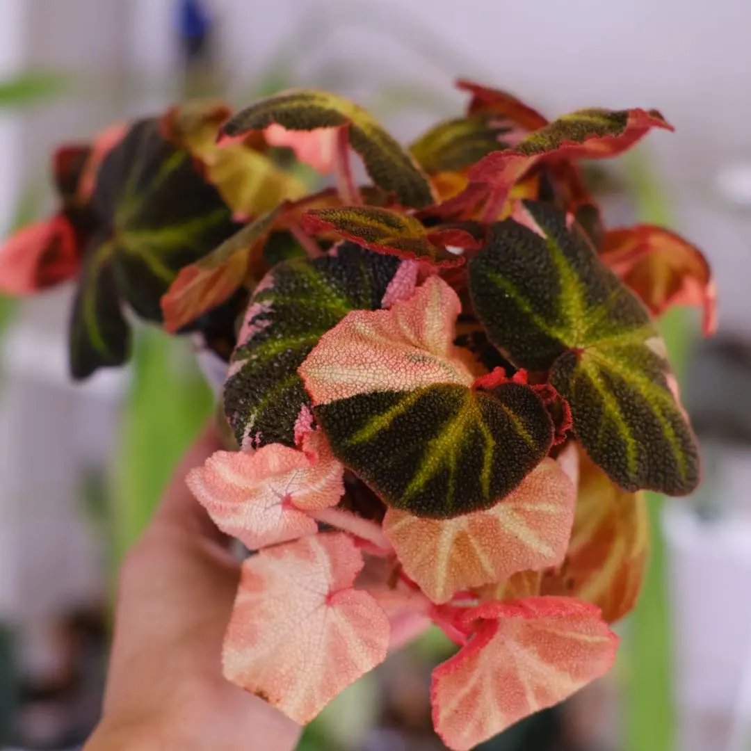 2026年最新】ベゴニアソリムタータの人気アイテム - メルカリ