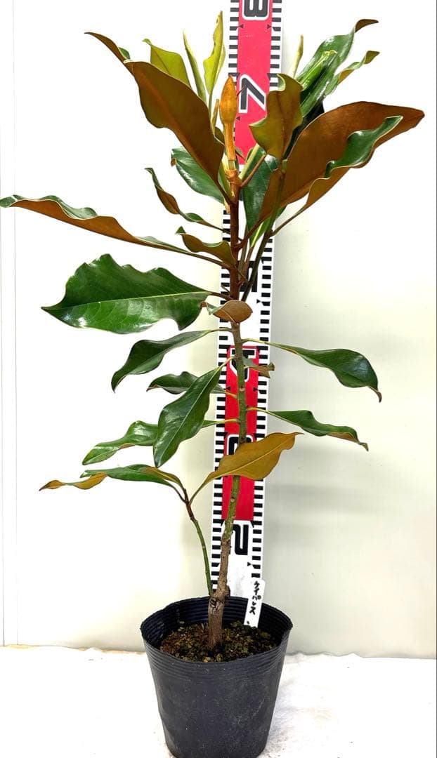 19 ケイパレス マグノリア 泰山木 タイサンボク 苗 苗木 小型品種 1