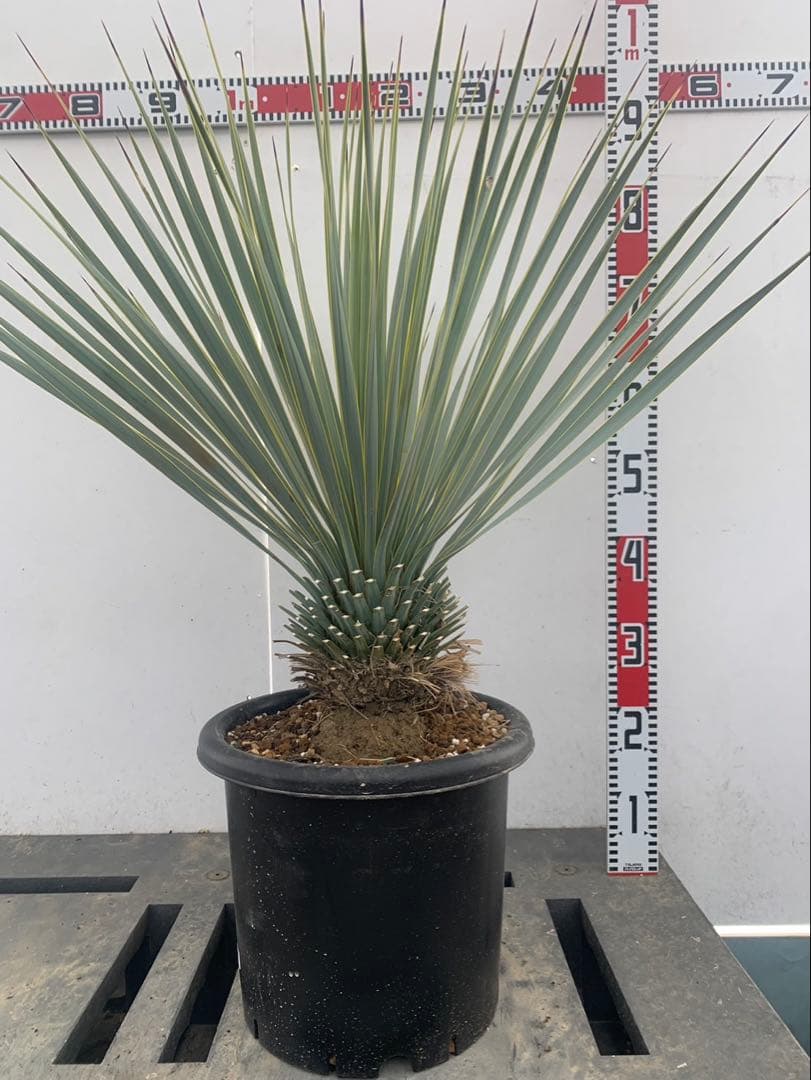 R*R様 ユッカ　ロストラータ　30 Yucca rostrata】ユッカ・ロストラータ | ACE GARAGE 8 - BAC