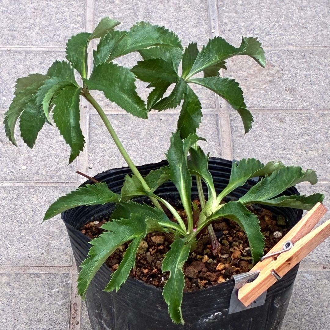 ま*い様 3406☘️蕾付き☘️超レア☘️唯一無二☘️⭐️ツヤツヤ赤⭐️クッキリ