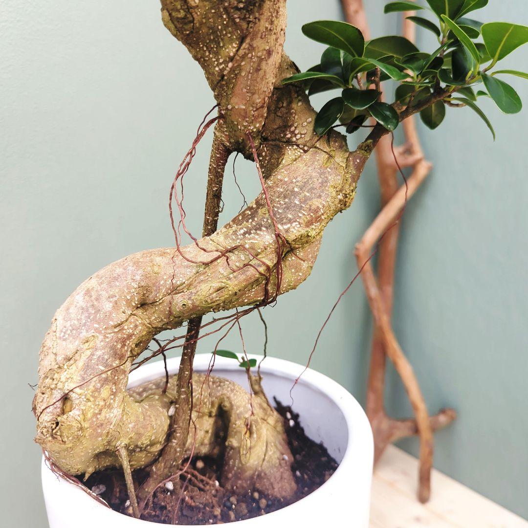 ガジュマル 【現品】昇り龍 曲がり 曲線 7号ロング 陶器 - メルカリ