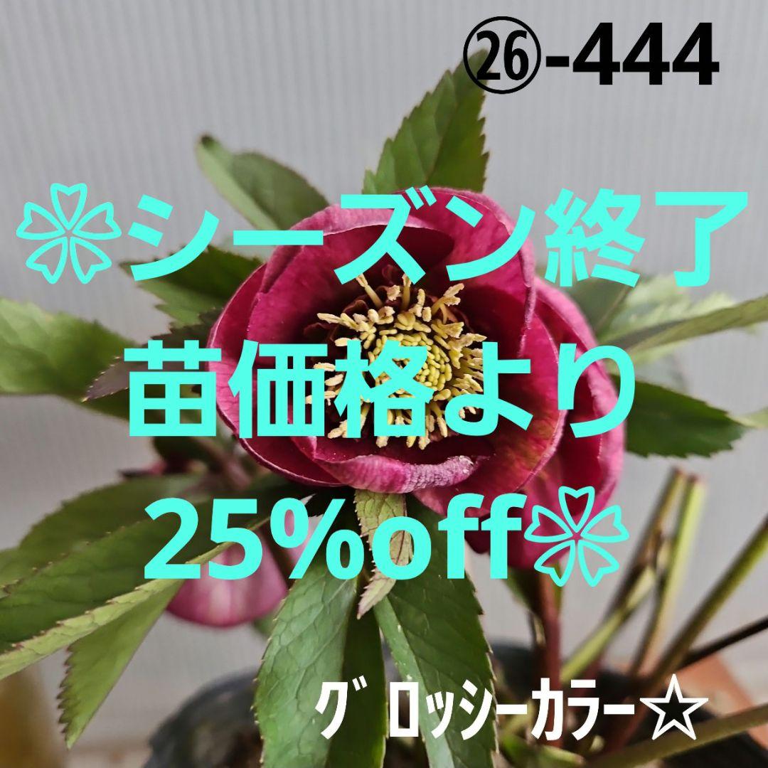 ☆素晴らしい！オーレア、レッドぼかし☆ソレイユ風☆クリスマスローズ