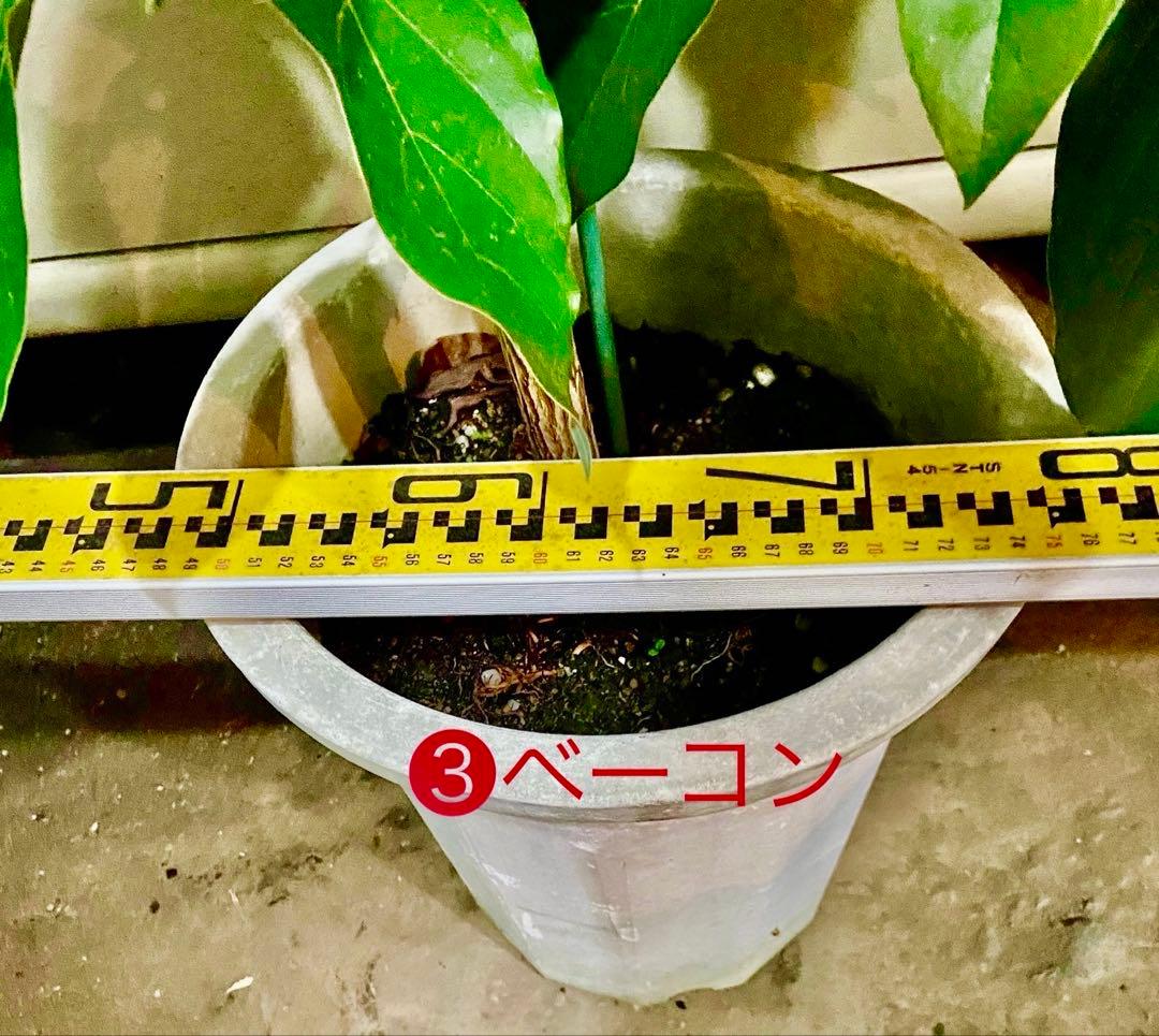 アボカド苗木 Bタイプ ➂ベーコン接木