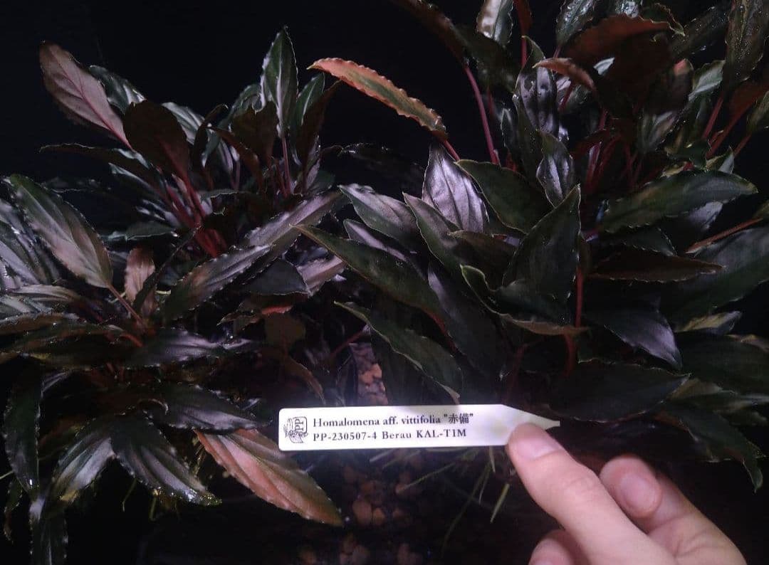 Homalomena aff. vitifolius 赤備 若蛙手 Homalomena aff. vitifolius 赤備 2株 - メルカリ