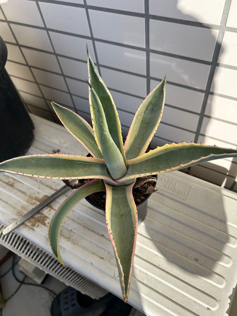 じぇむ Frontiers | Research progress of targeted therapy regulating Th17