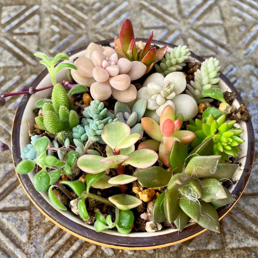 ミニ多肉植物寄せ植えセット - メルカリ
