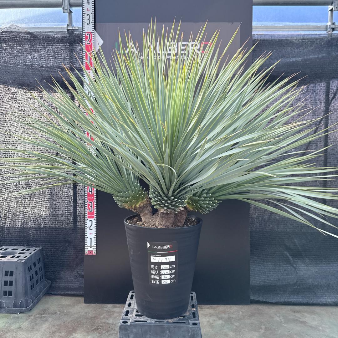 【AL1194】ユッカ　ロストラータ　超希少４分頭株 AL1194】ユッカ ロストラータ 超希少4分頭株 - メルカリ