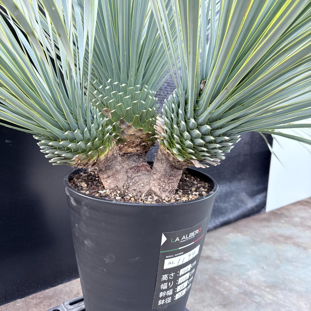 AL1194】ユッカ ロストラータ 超希少4分頭株 - メルカリ