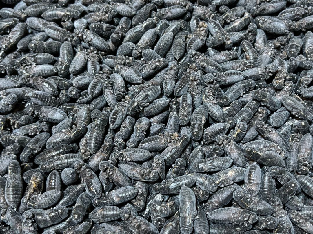 【お買い得っ!!】冷凍クロコML〜L1kg冷凍コオロギ 冷凍クロコL 約600匹600g 冷凍コオロギ | 餌用 コオロギ 通販