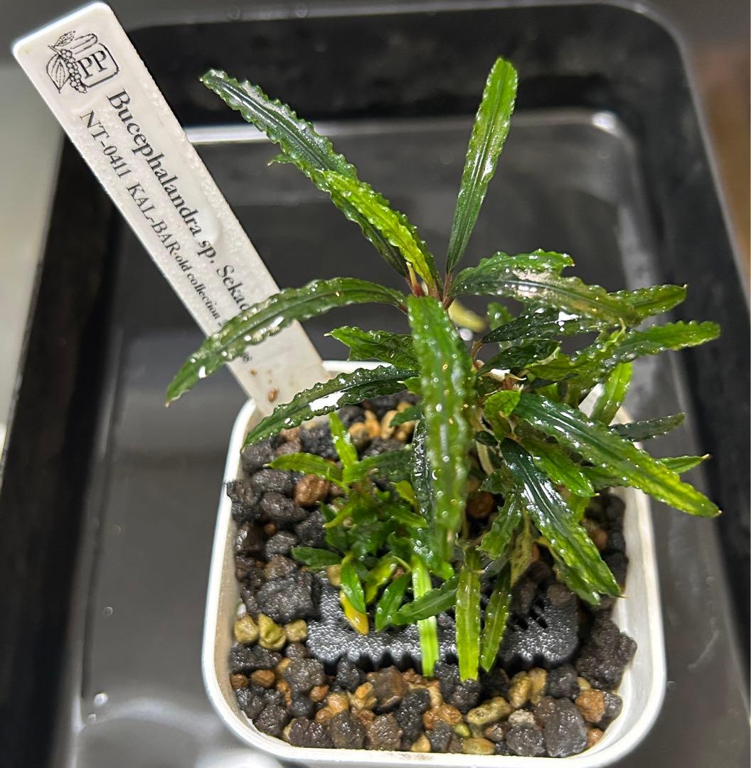 Bucephalandra sp. Sekadau NT-0411 - メルカリ