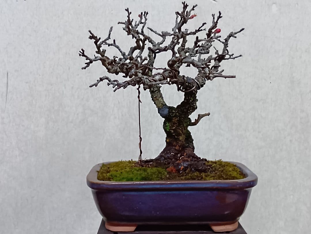 長寿梅赤花 長寿梅（赤花） | 盆栽、盆栽書籍、盆栽鉢の通販│近代出版