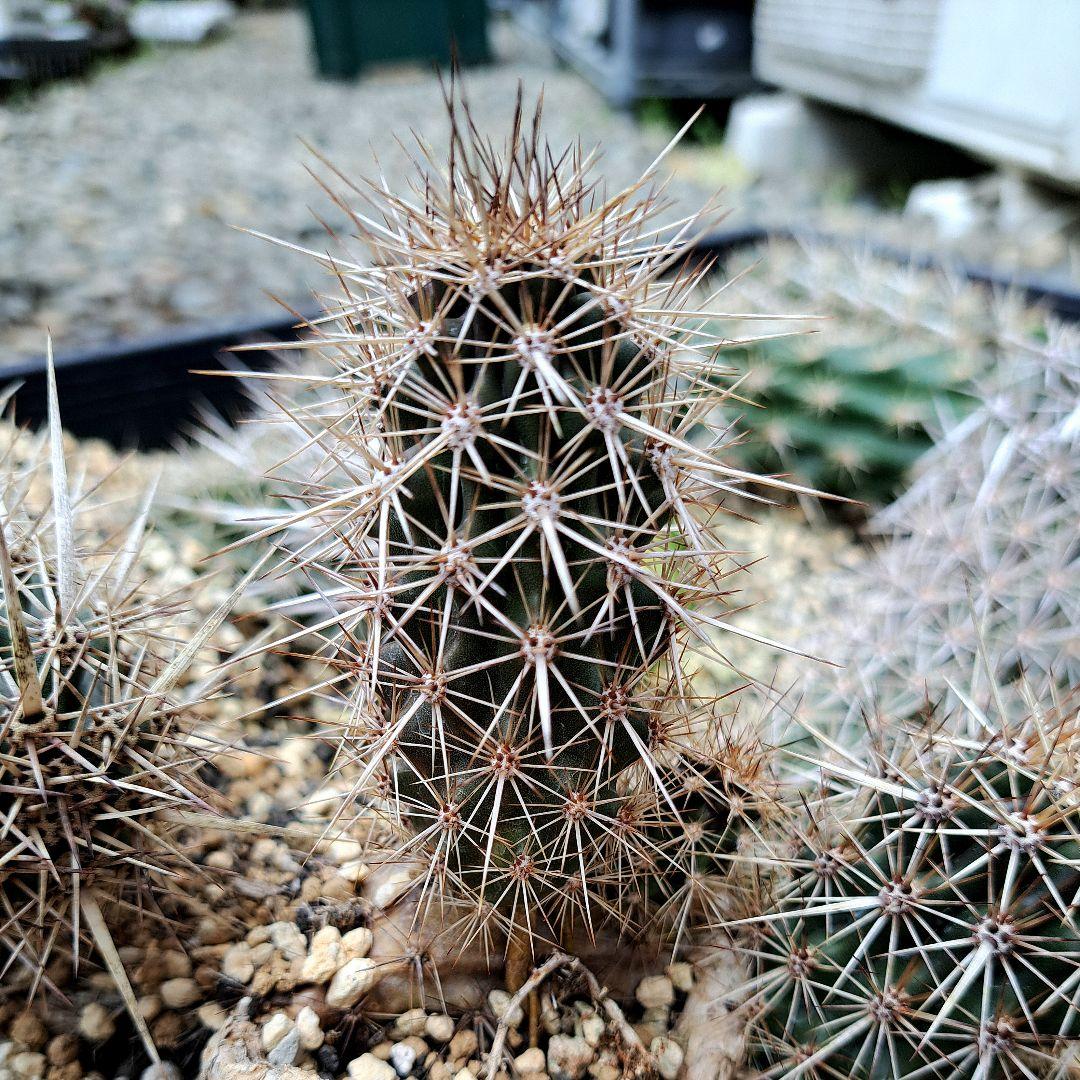 希少‼️✩.*˚ ステノケレウス エルカ (入鹿サボテン) ✩.*˚ - メルカリ