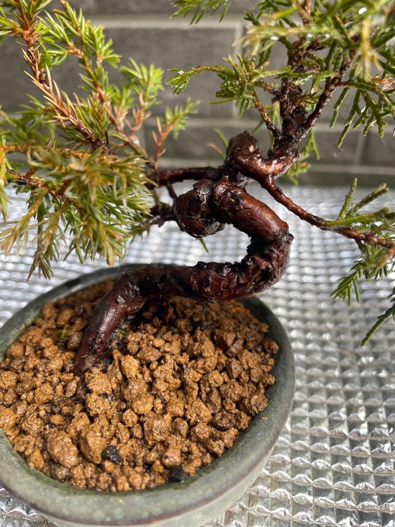 真柏 豆盆栽 五葉松/黒松/赤松/松柏/杜松 - メルカリ