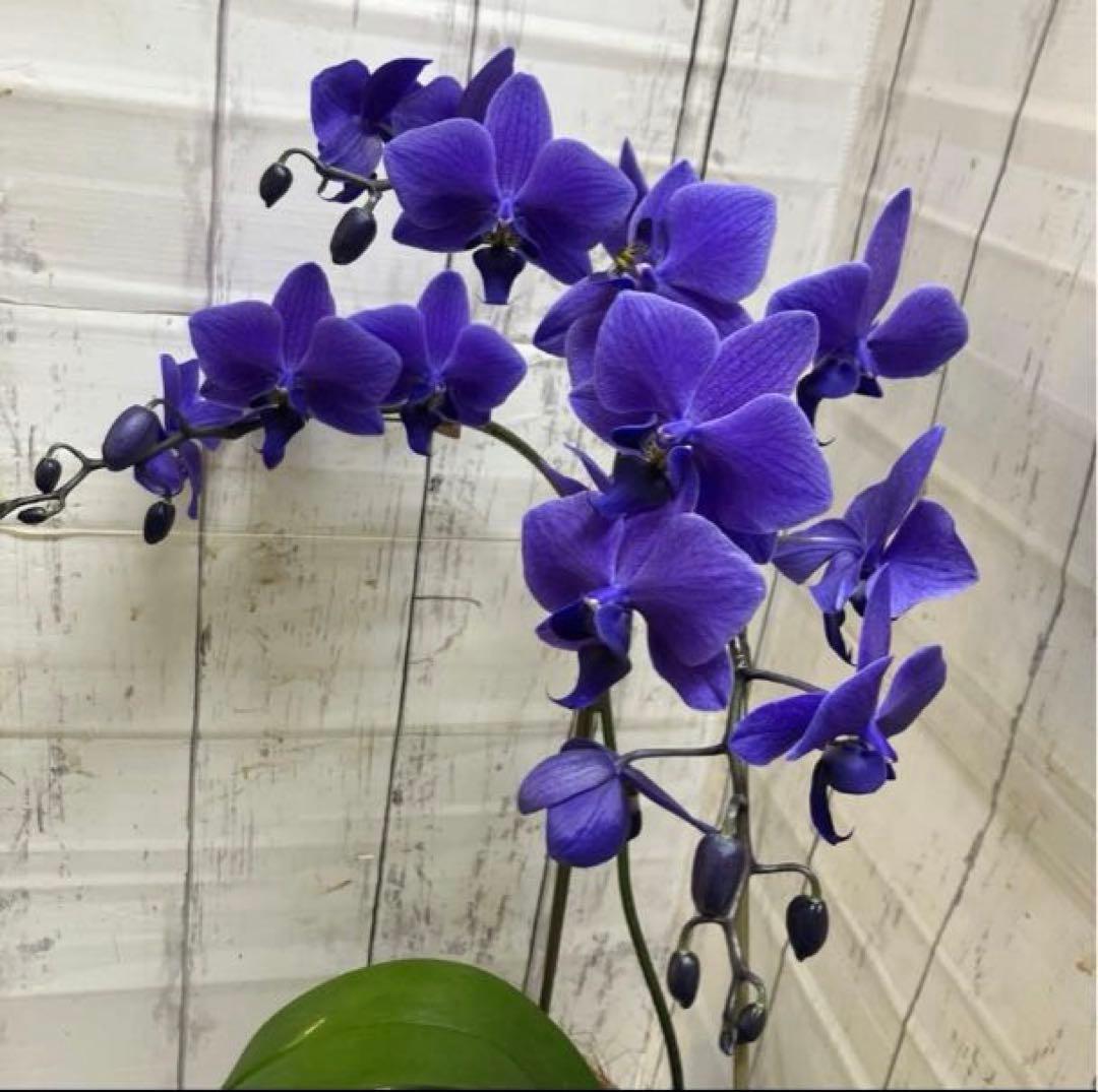 ②正規品　希少品種　胡蝶蘭　コチョウラン　ファレノプシス　ブルージーン　パープル ⑥正規品 希少品種 胡蝶蘭 コチョウラン ファレノプシス ブルージーン