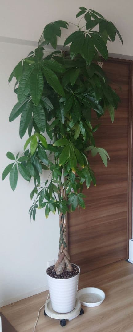 【引取限定】パキラ 観葉植物 観葉植物 パキラ / 3寸・W20cm×H35cm【送料D】