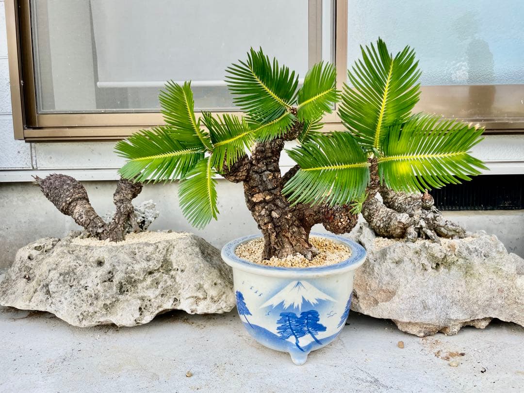 蘇鉄 ソテツ 盆栽 松肌 蘇鉄 ソテツ 盆栽 松肌