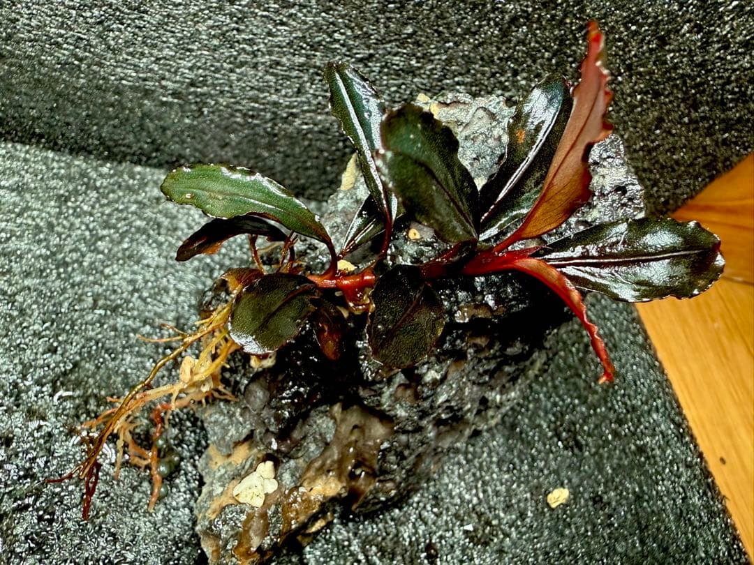 ブセファランドラ Neo 2015 1株 - メルカリ